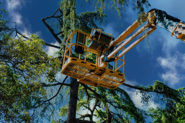 Professional Tree Service in Miramar Beach, FL